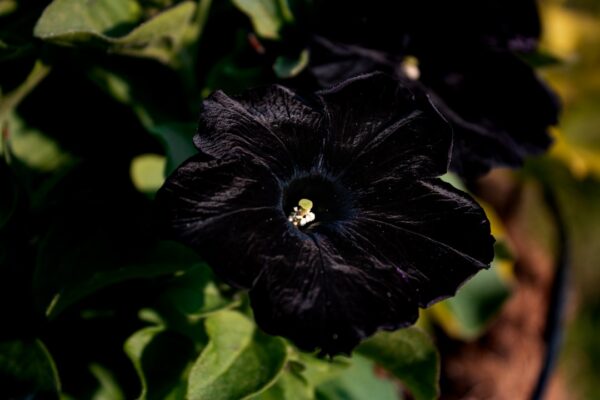 Photo little black dress