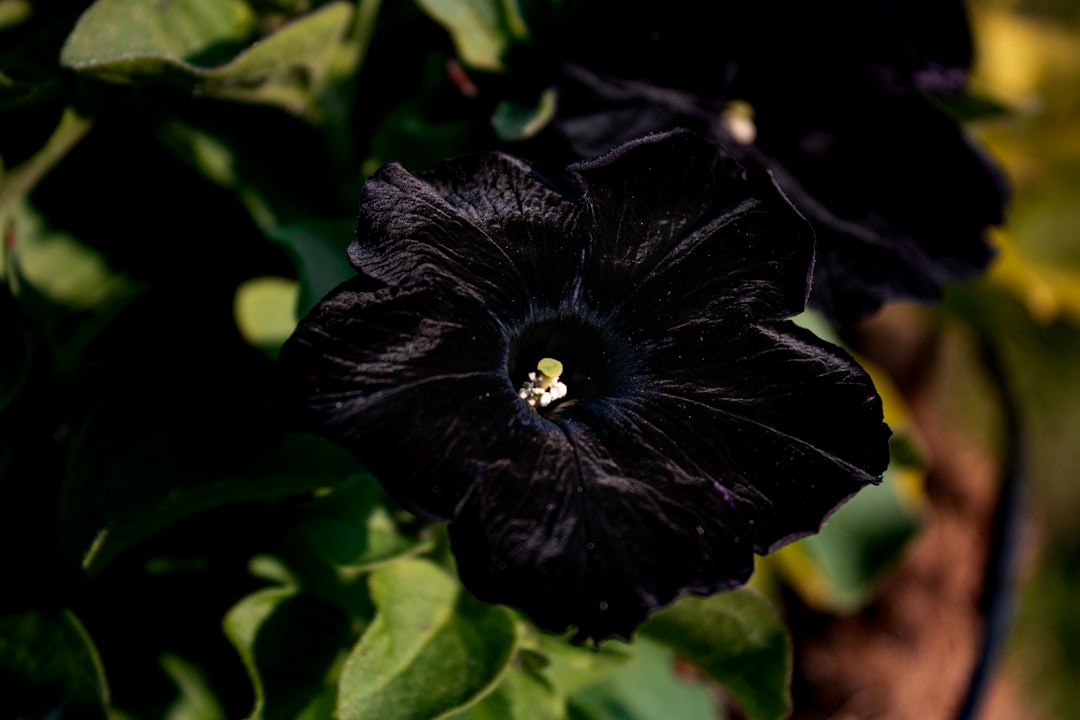 Photo little black dress